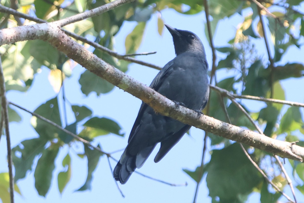 North Moluccan Cicadabird - ML627543968