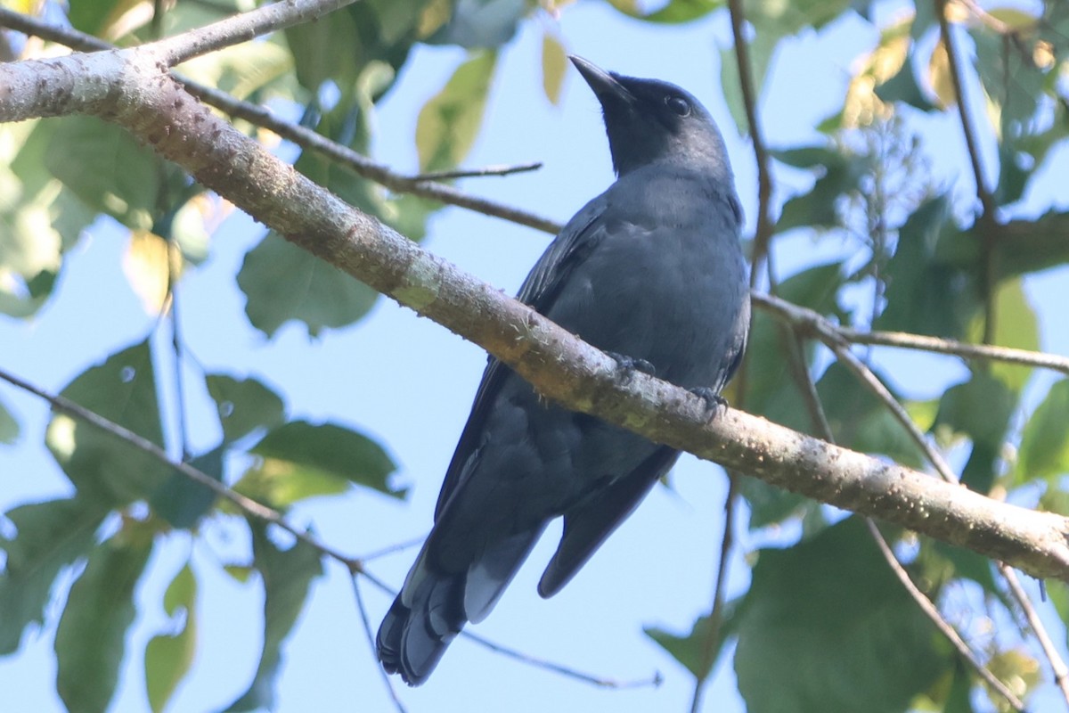 North Moluccan Cicadabird - ML627543969
