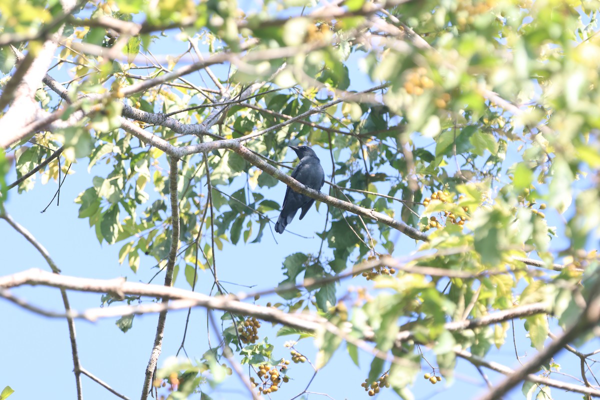 North Moluccan Cicadabird - ML627543970