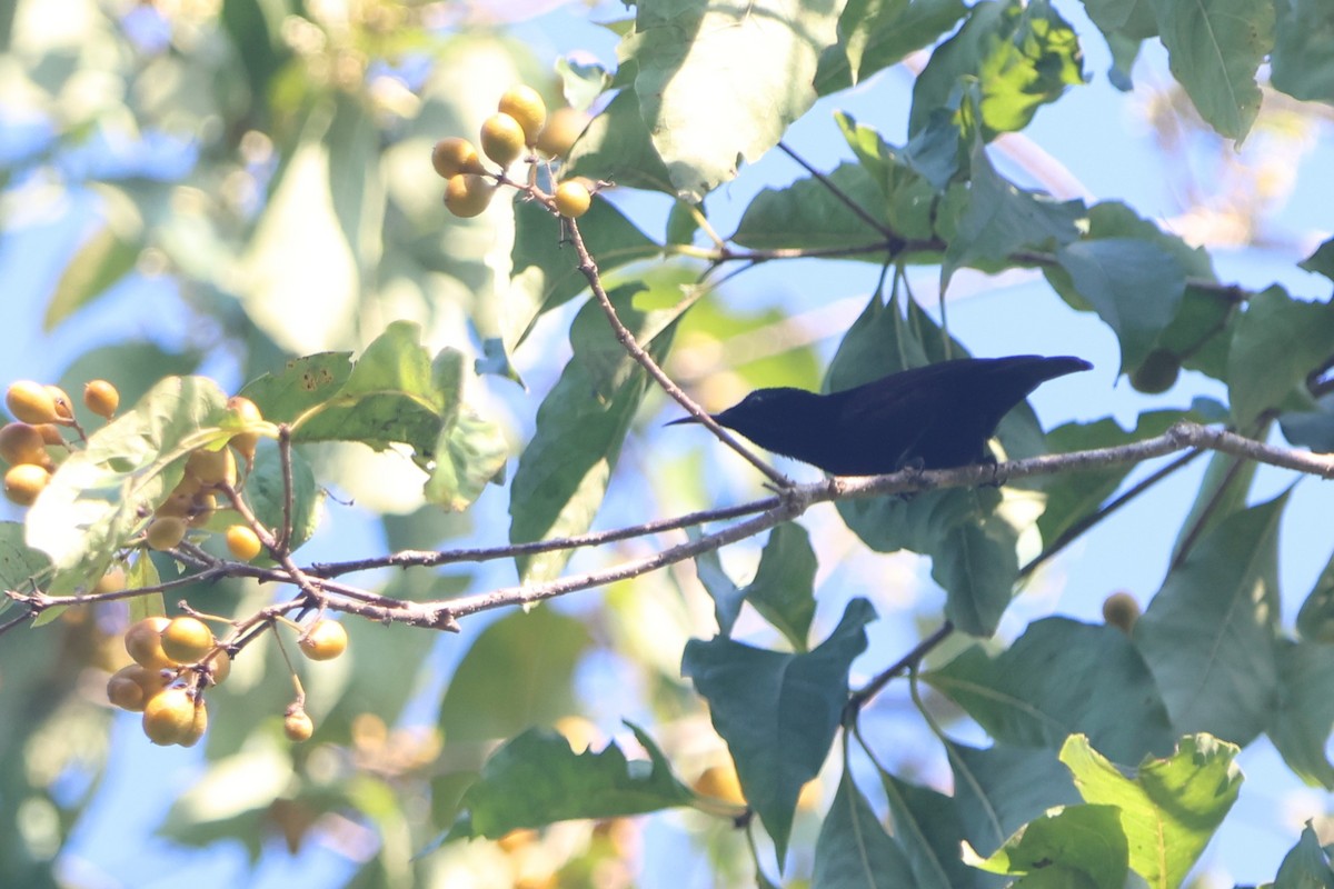 Black Sunbird - ML627543984