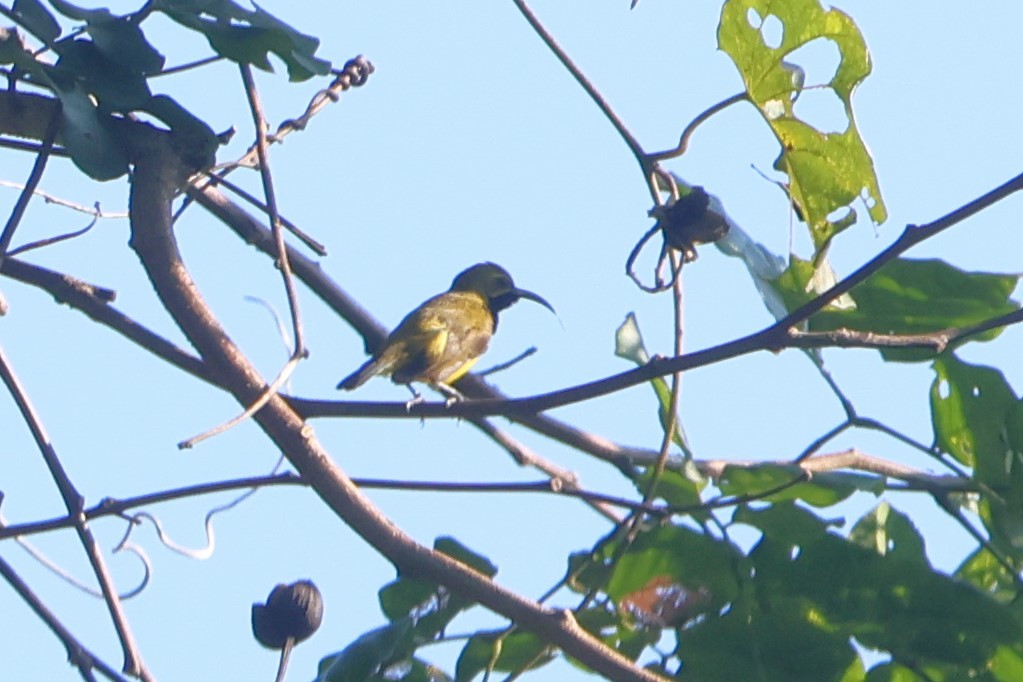 Sahul Sunbird - ML627543993