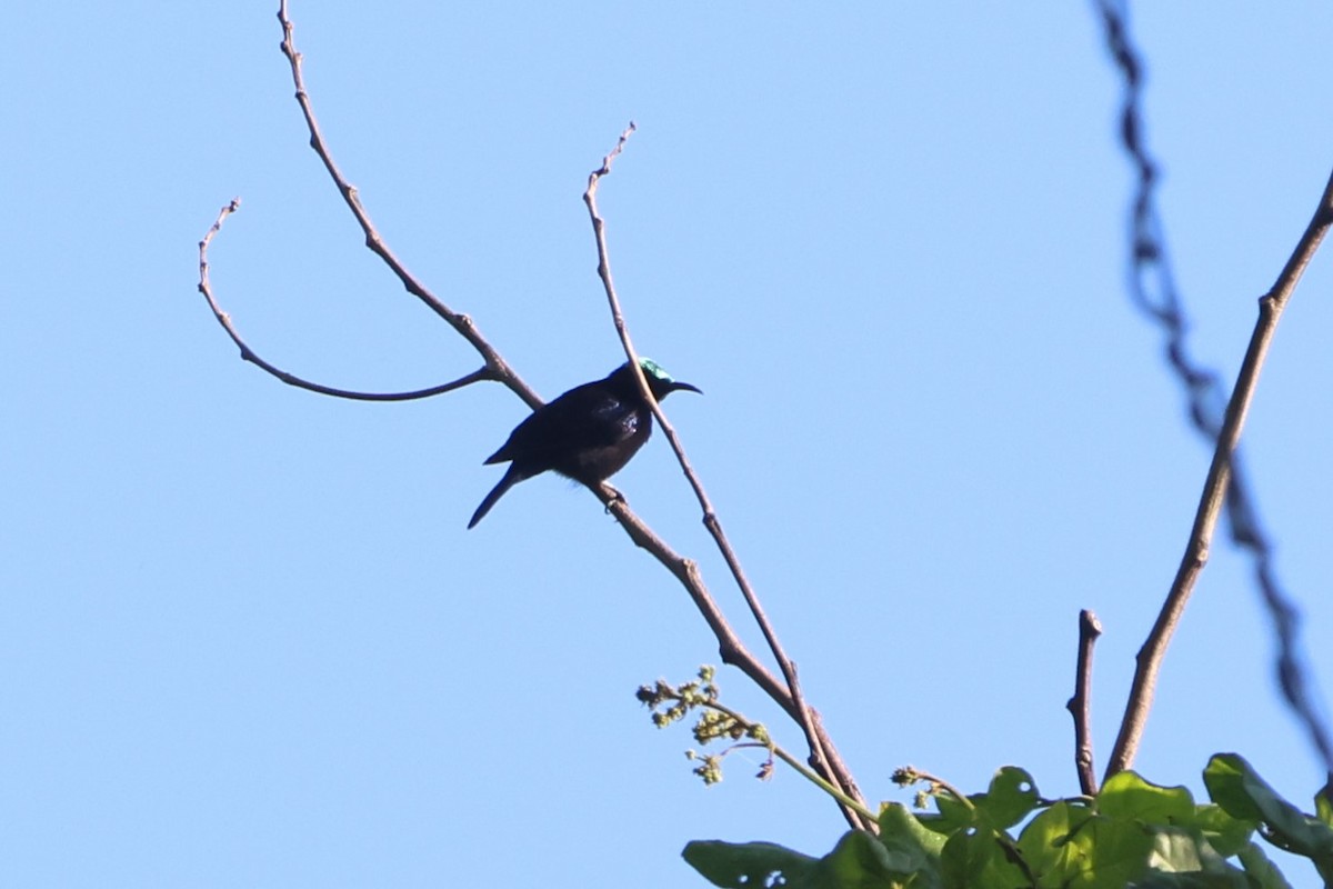 Black Sunbird - ML627543995