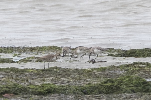 Сянби элсэг - ML627544012