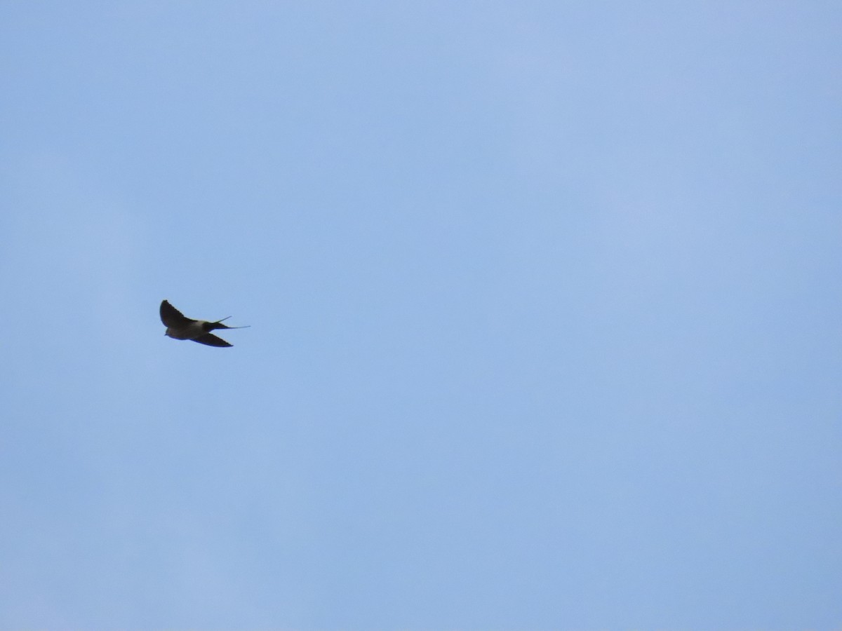 Eastern Red-rumped Swallow (Striated) - ML627544020