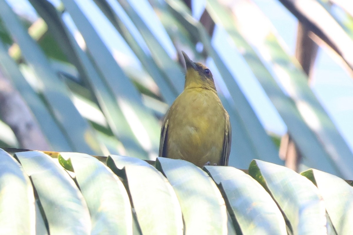 Halmahera Golden-Bulbul - ML627544022