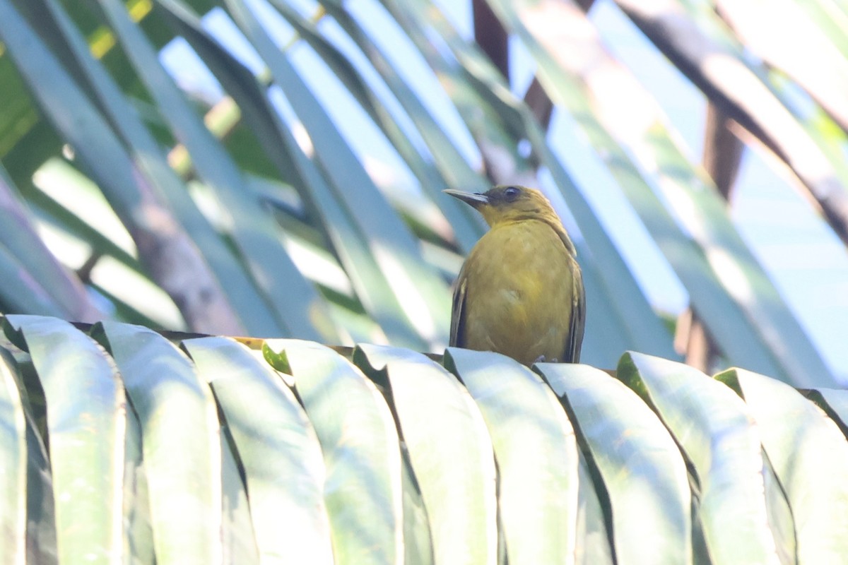 Halmahera Golden-Bulbul - ML627544023