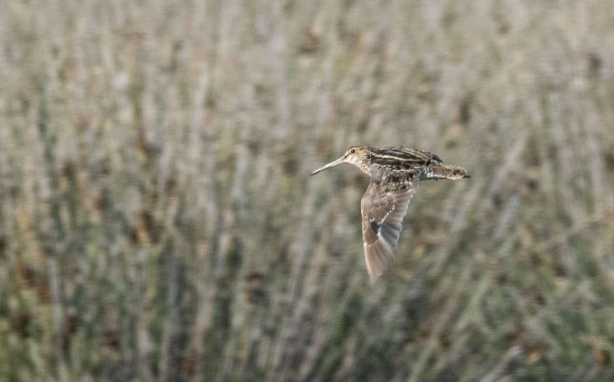 Pantanal Snipe - ML627544036