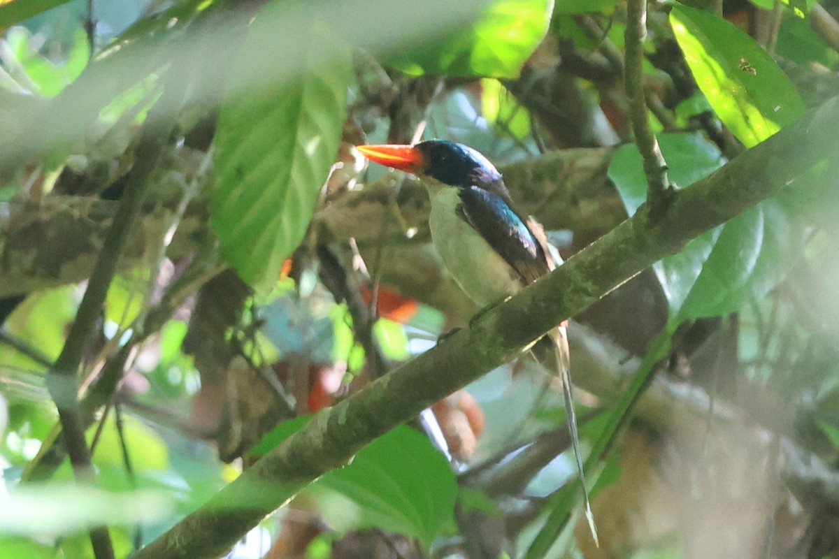 Common Paradise-Kingfisher - ML627544042
