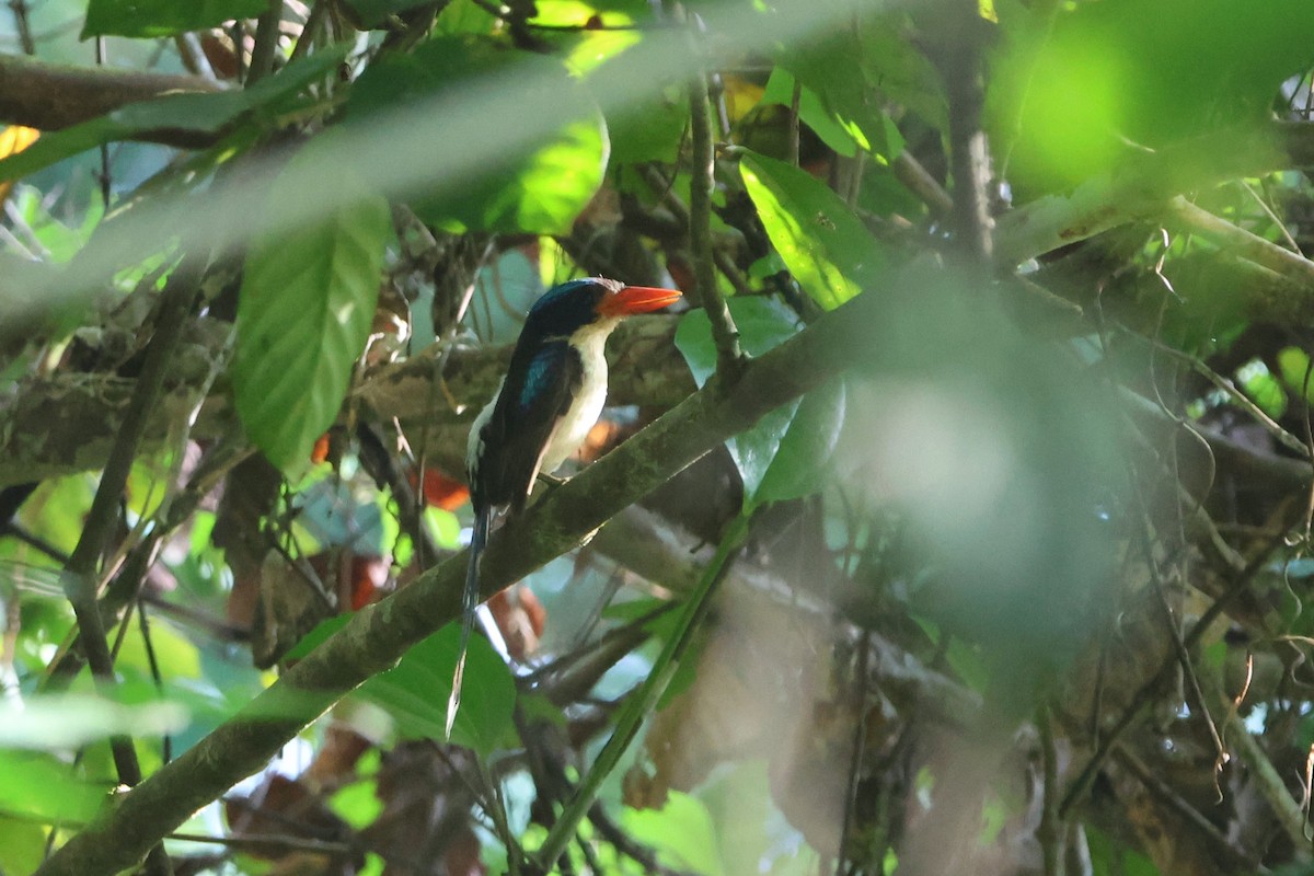 Common Paradise-Kingfisher - ML627544043