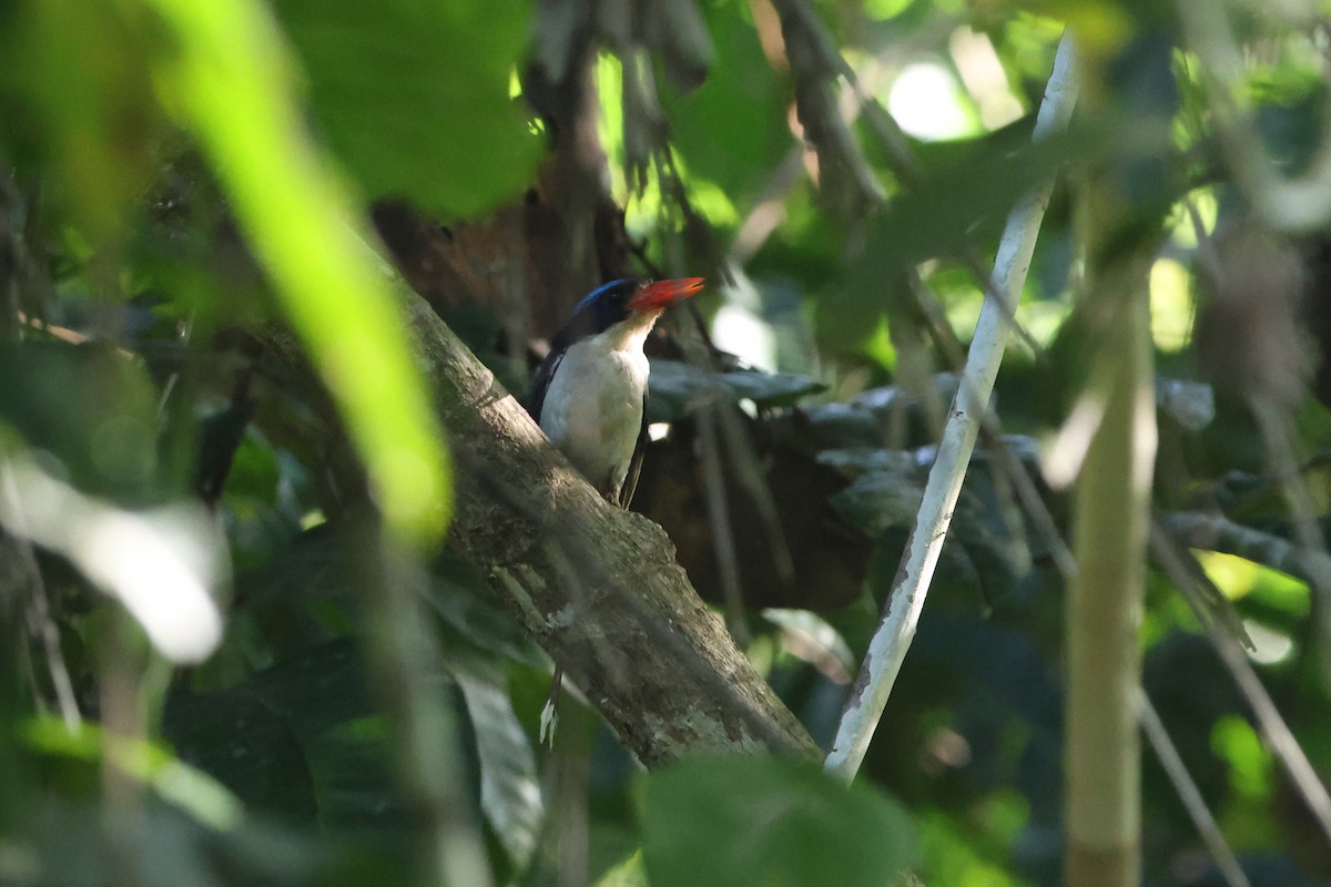 Common Paradise-Kingfisher - ML627544044