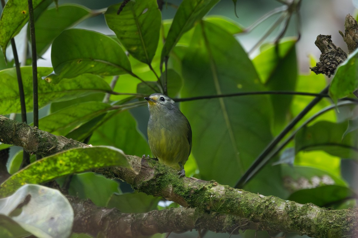 Javabrillenvogel - ML627544147
