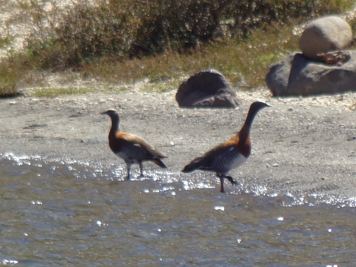 Ashy-headed Goose - ML627544215