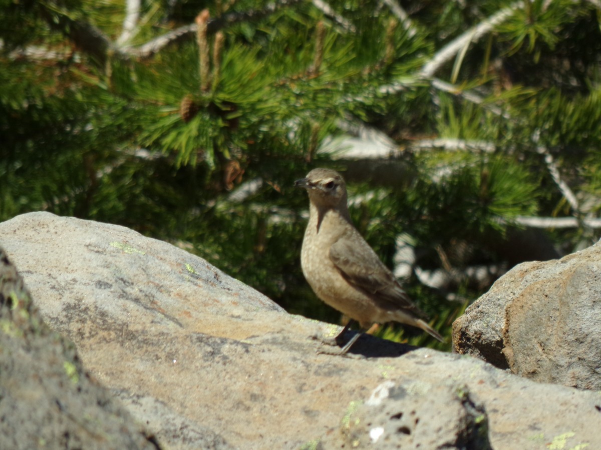 Rufous-banded Miner - ML627544226