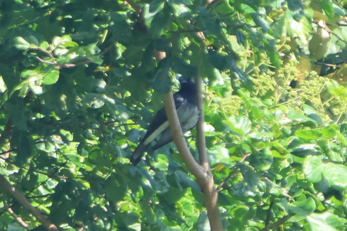 Moluccan Cuckooshrike - ML627544250