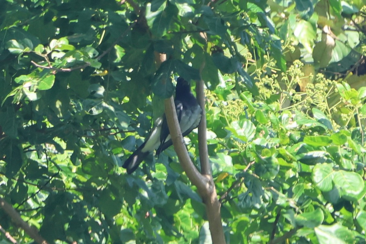 Moluccan Cuckooshrike - ML627544251