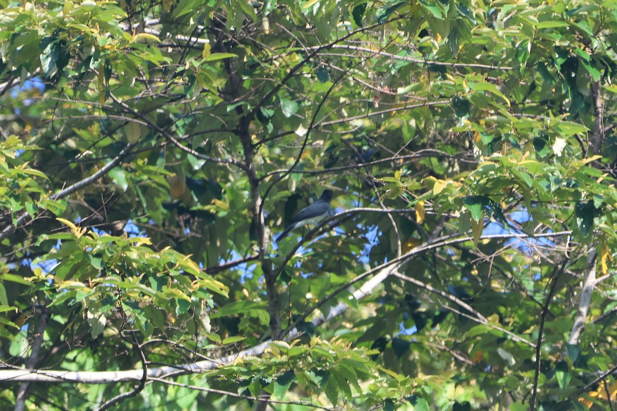 Moluccan Cuckooshrike - ML627544252