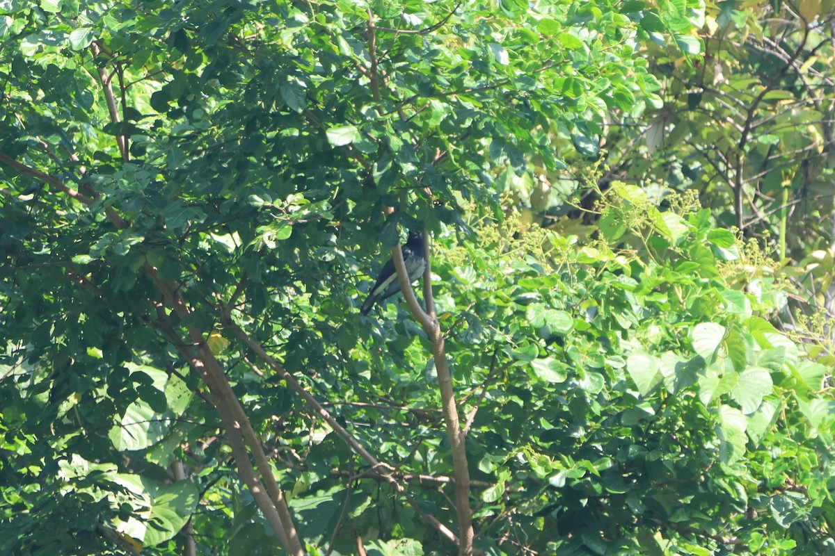 Moluccan Cuckooshrike - ML627544253