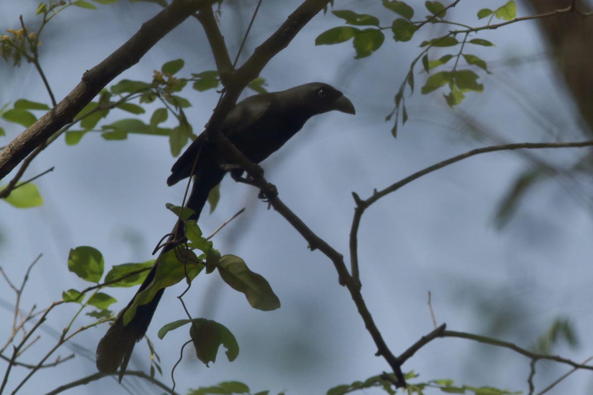 Racket-tailed Treepie - ML627544274