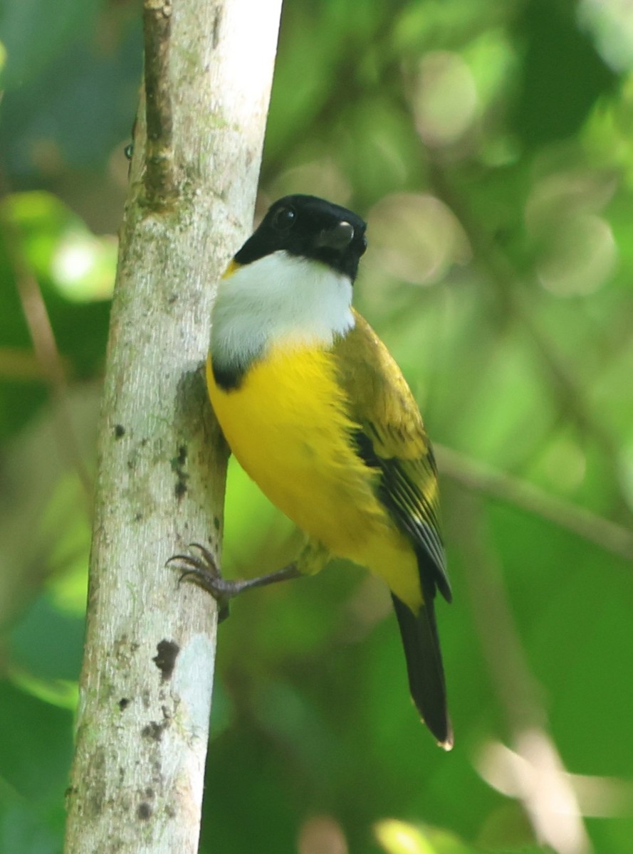 Black-chinned Whistler - ML627544308