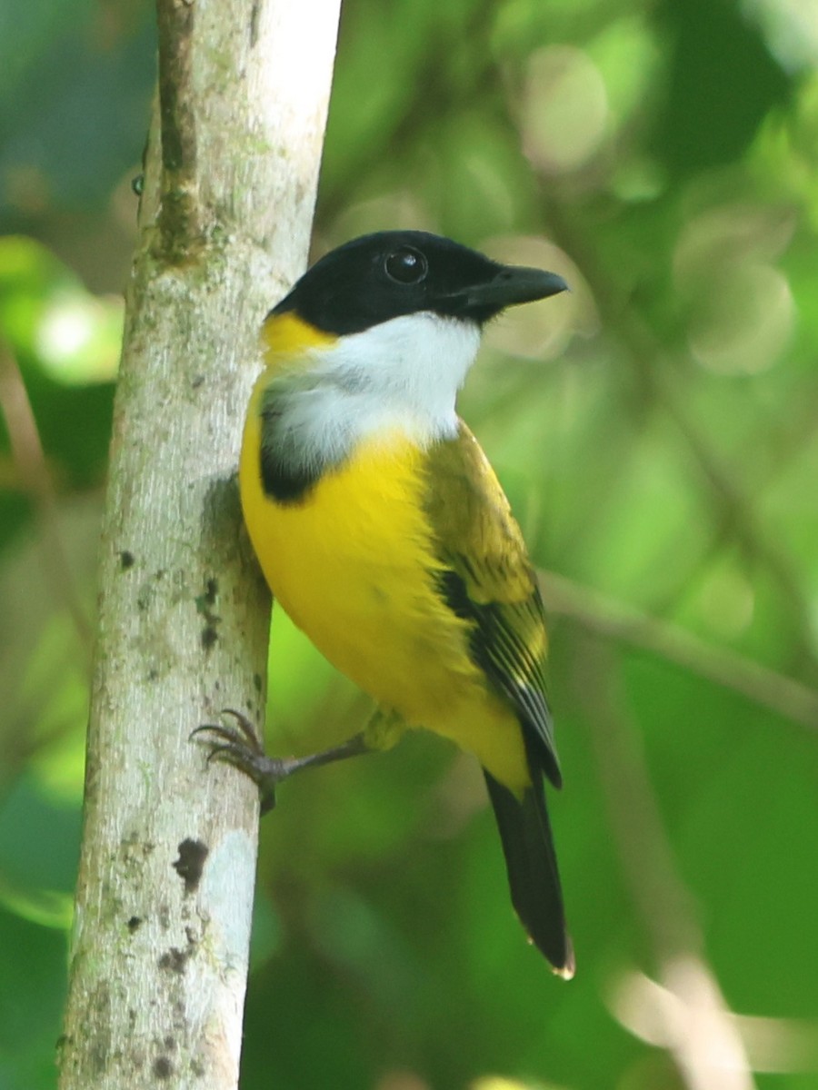 Black-chinned Whistler - ML627544309