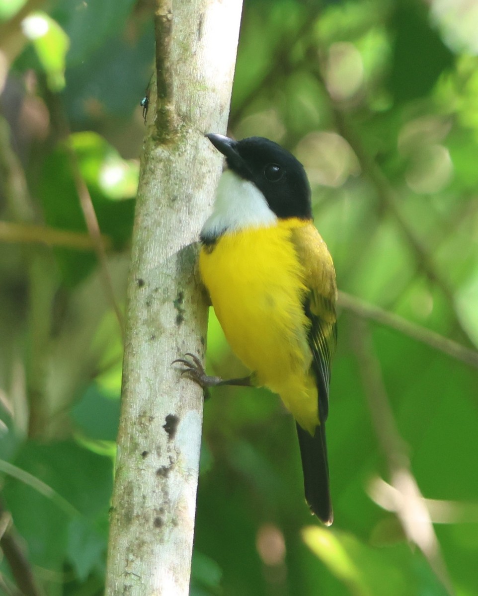 Black-chinned Whistler - ML627544311