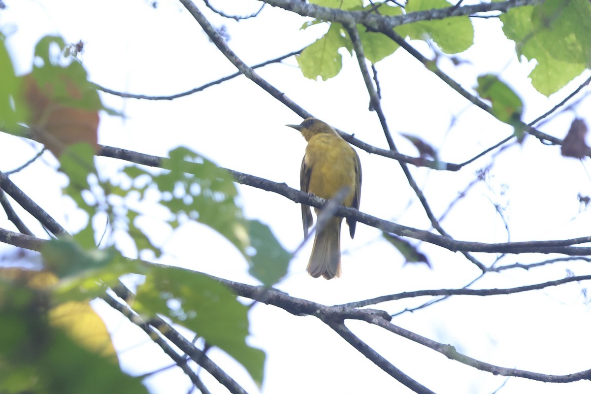 Halmahera Golden-Bulbul - ML627544365