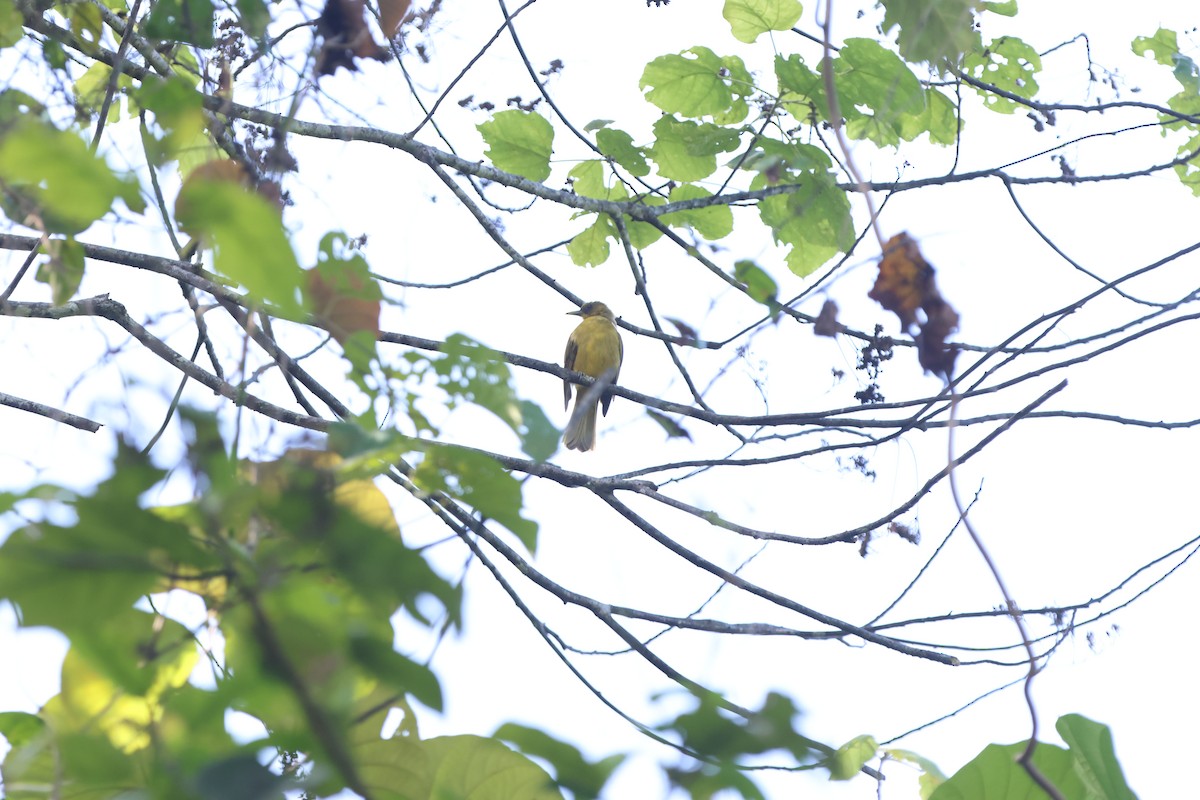 Halmahera Golden-Bulbul - ML627544366