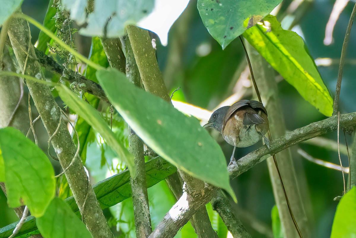 African Hill Babbler - ML627544428