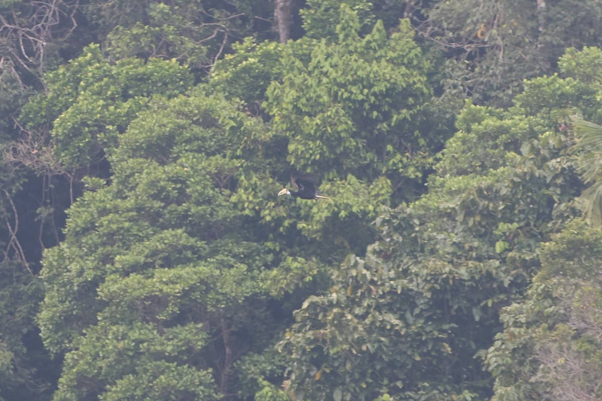 Blyth's Hornbill - ML627544437