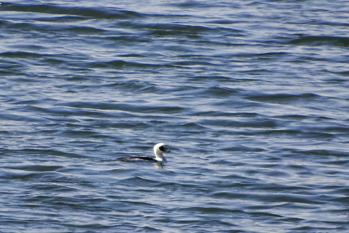 Smew - ML627544583