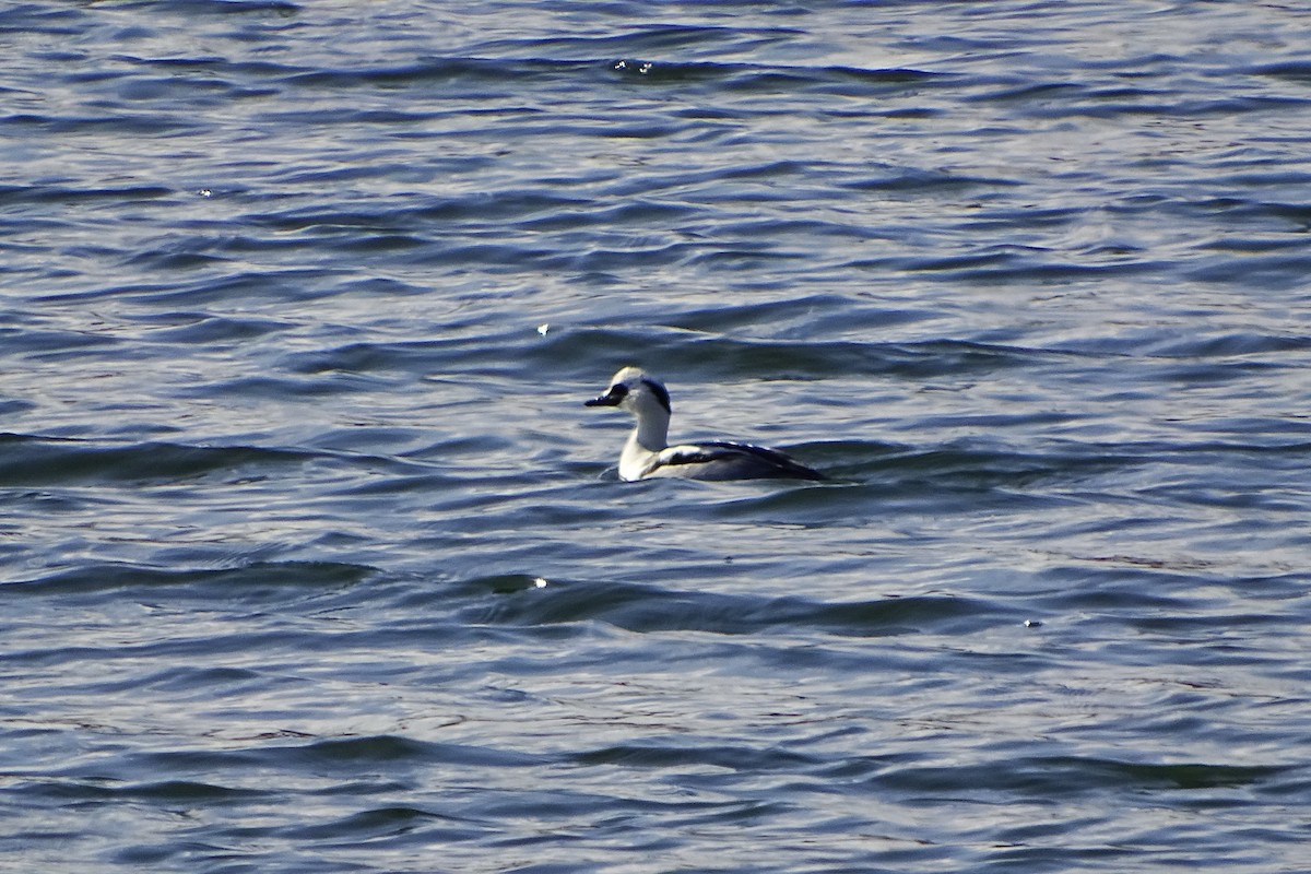 Smew - ML627544584