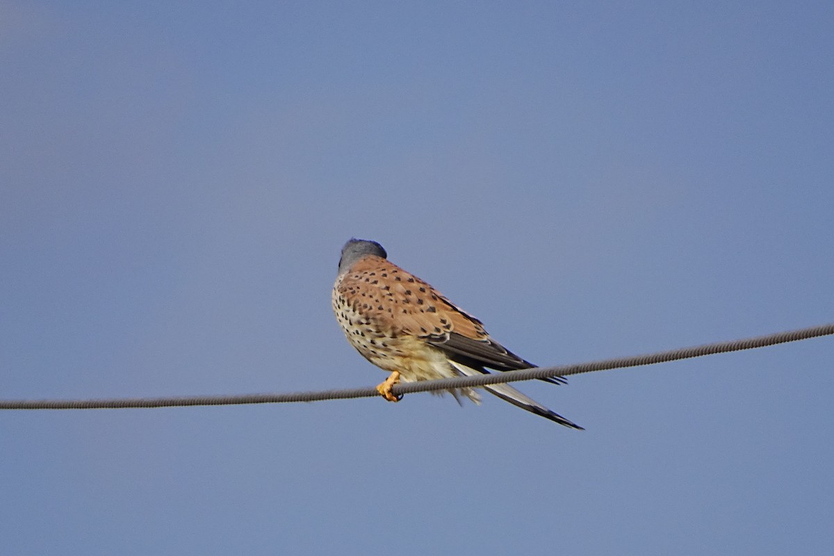 Eurasian Kestrel - ML627544600