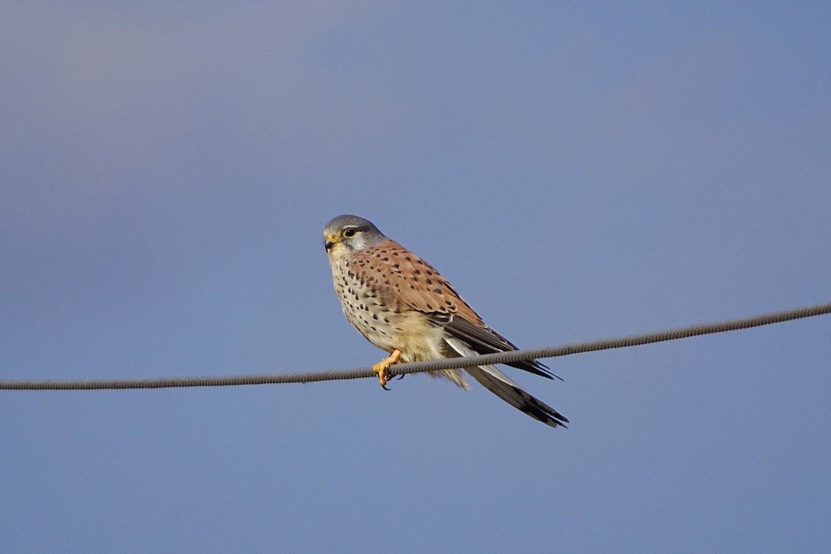 Eurasian Kestrel - ML627544614