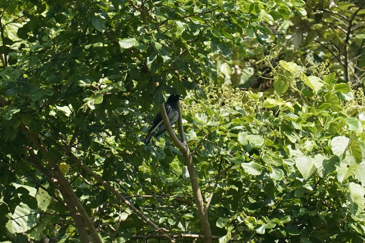 Moluccan Cuckooshrike - ML627544660
