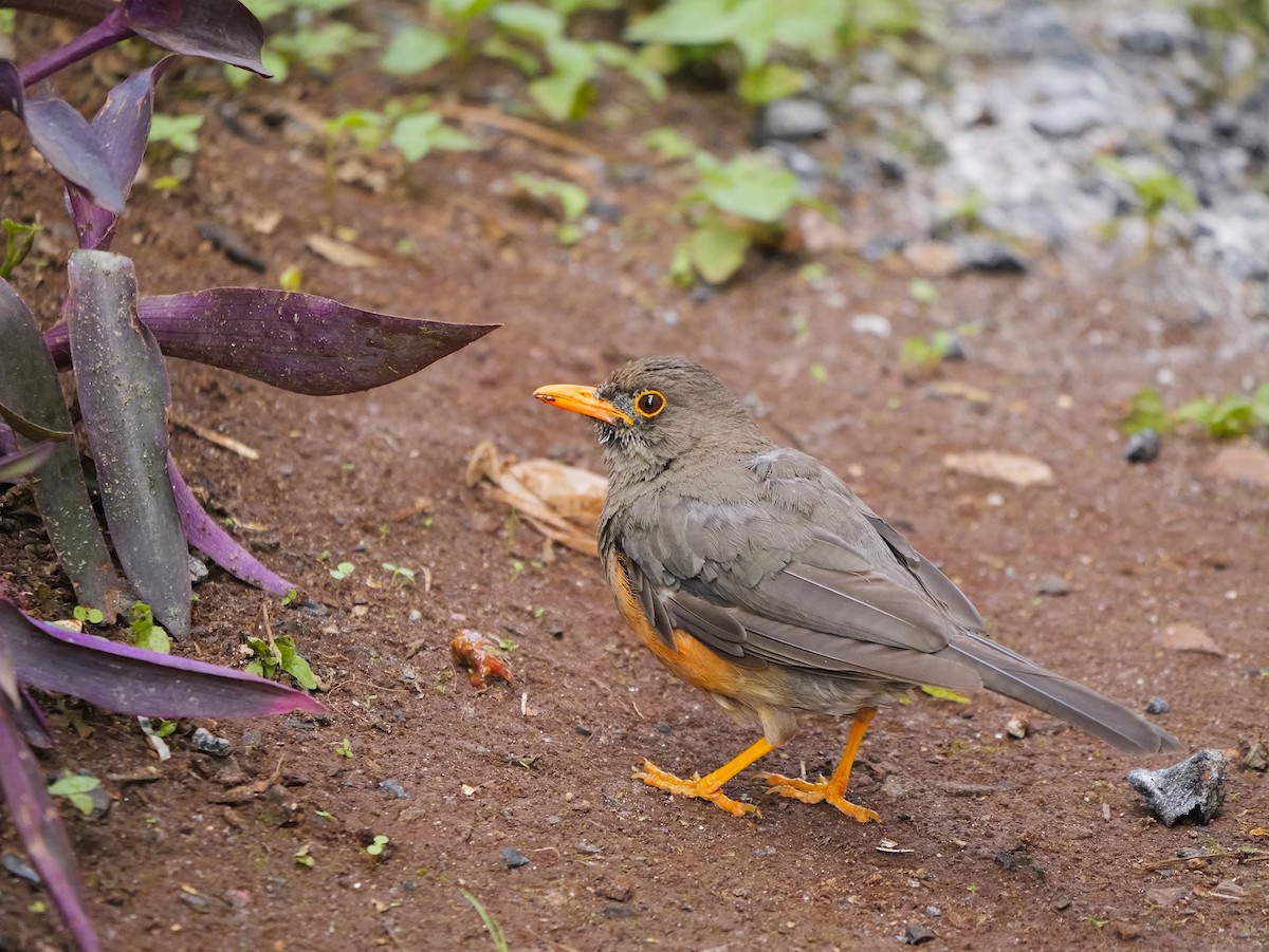 Abyssinian Thrush - ML627544682