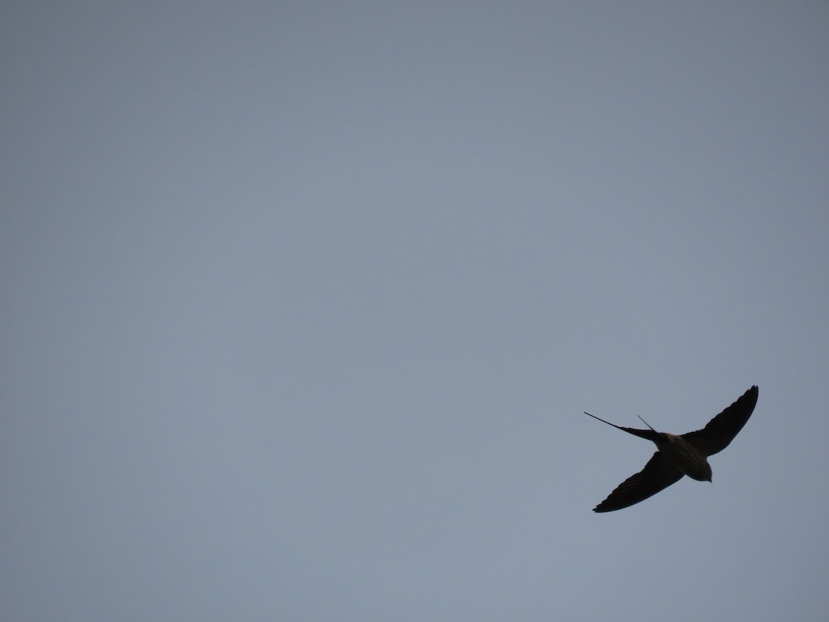 Eastern Red-rumped Swallow (Striated) - ML627544706