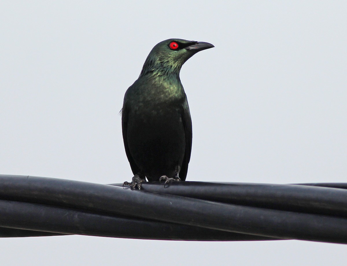 Asian Glossy Starling - ML627544765