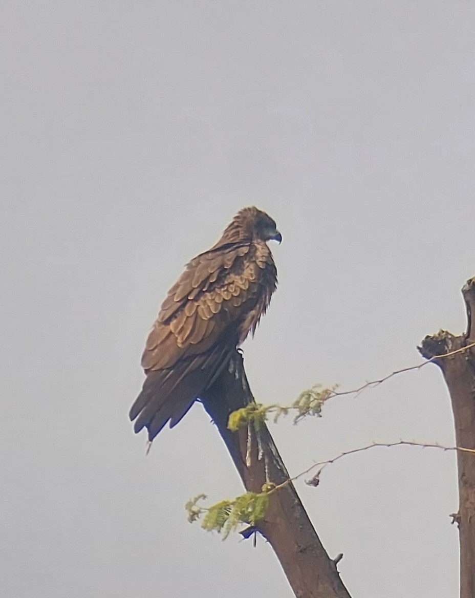 Black Kite - ML627544989