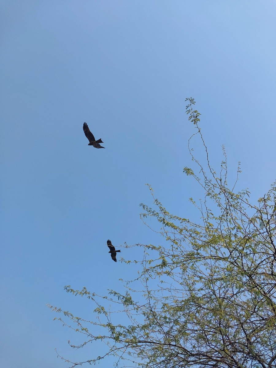 Black Kite - ML627544992