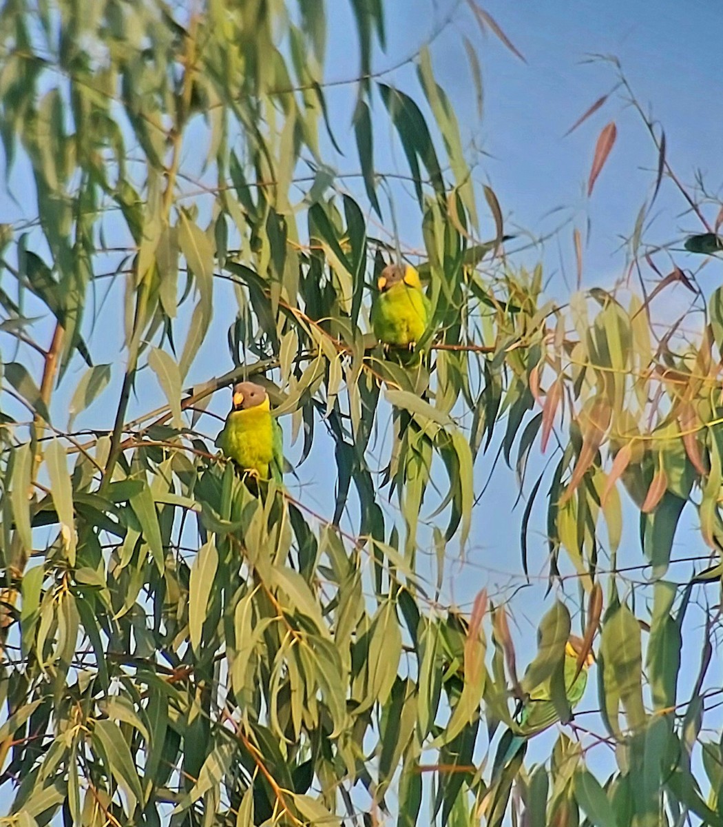 Plum-headed Parakeet - ML627545000