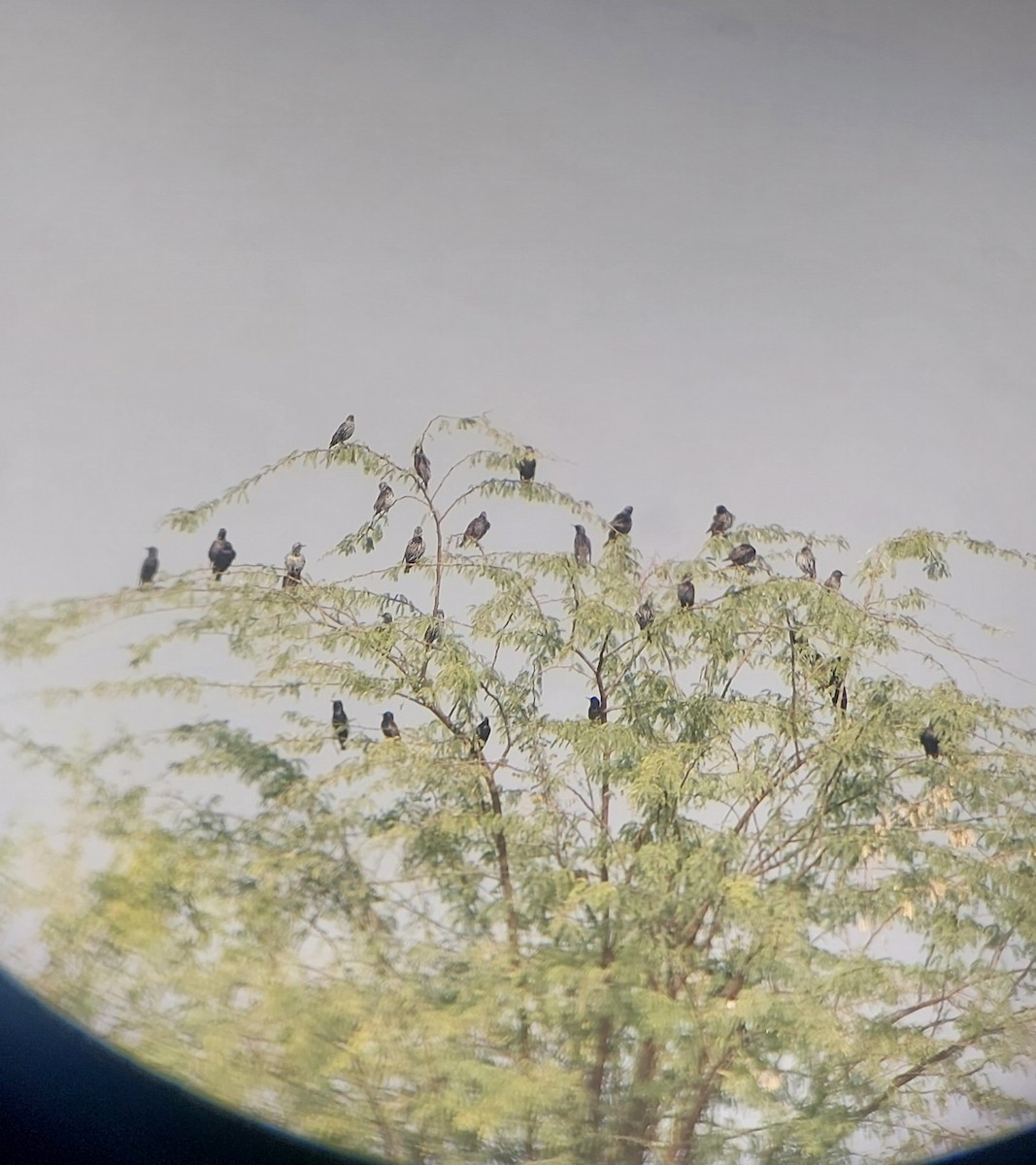 European Starling - ML627545020