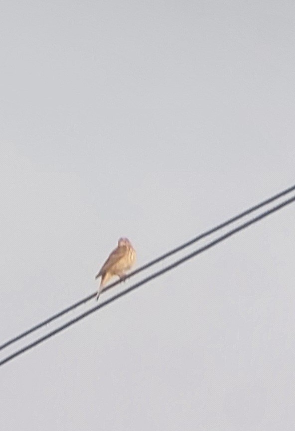 Tree Pipit - ML627545026