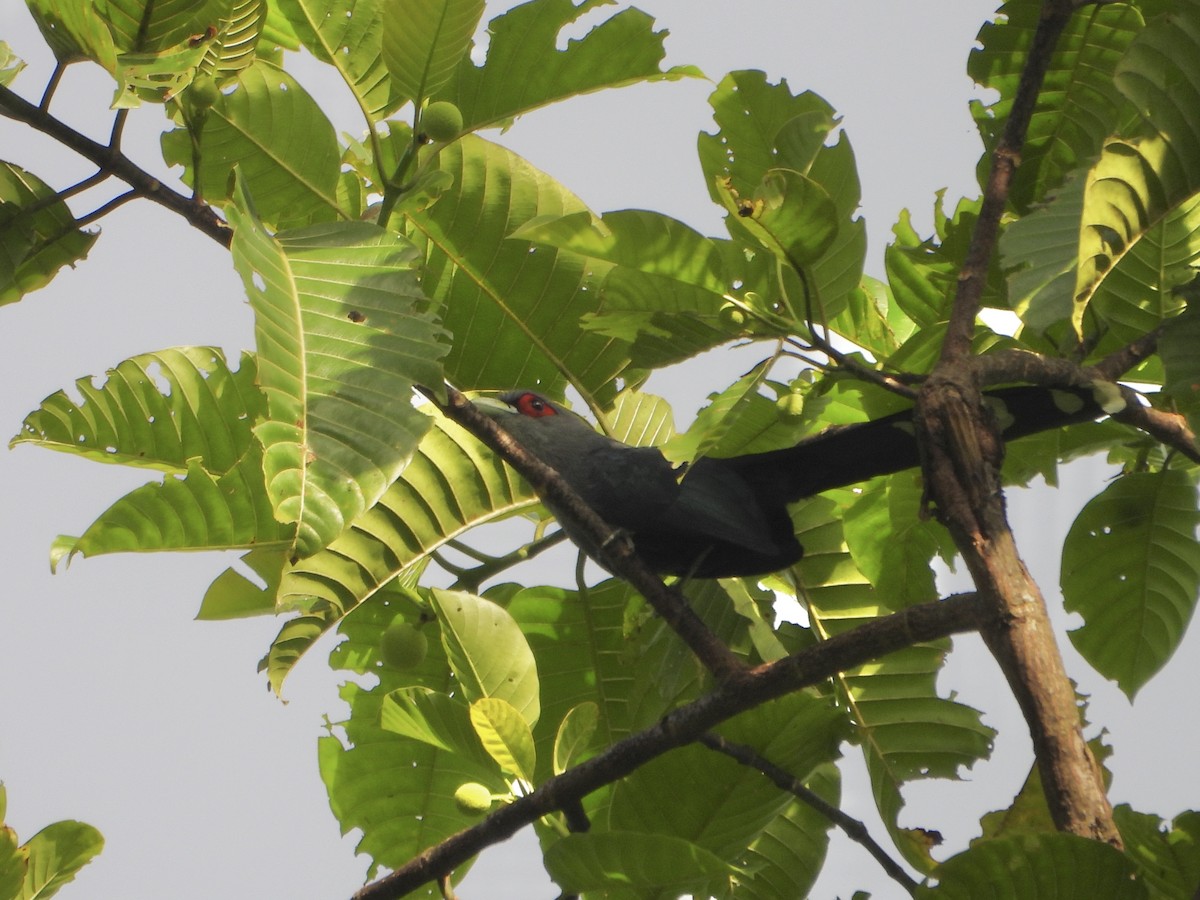 Black-bellied Malkoha - ML627545191