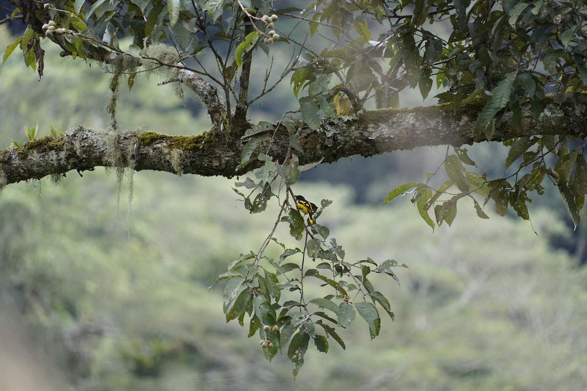 Scarlet Minivet - ML627545242