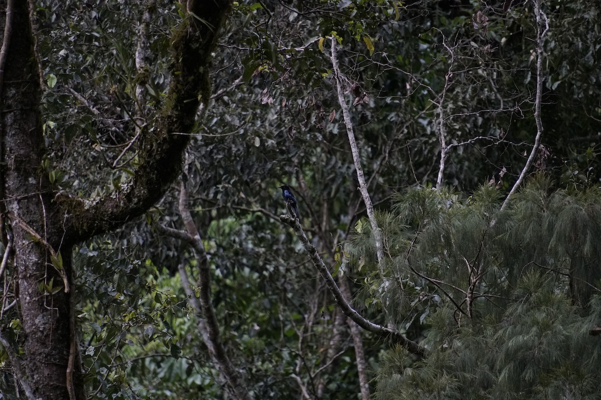 Short-tailed Drongo - ML627545289