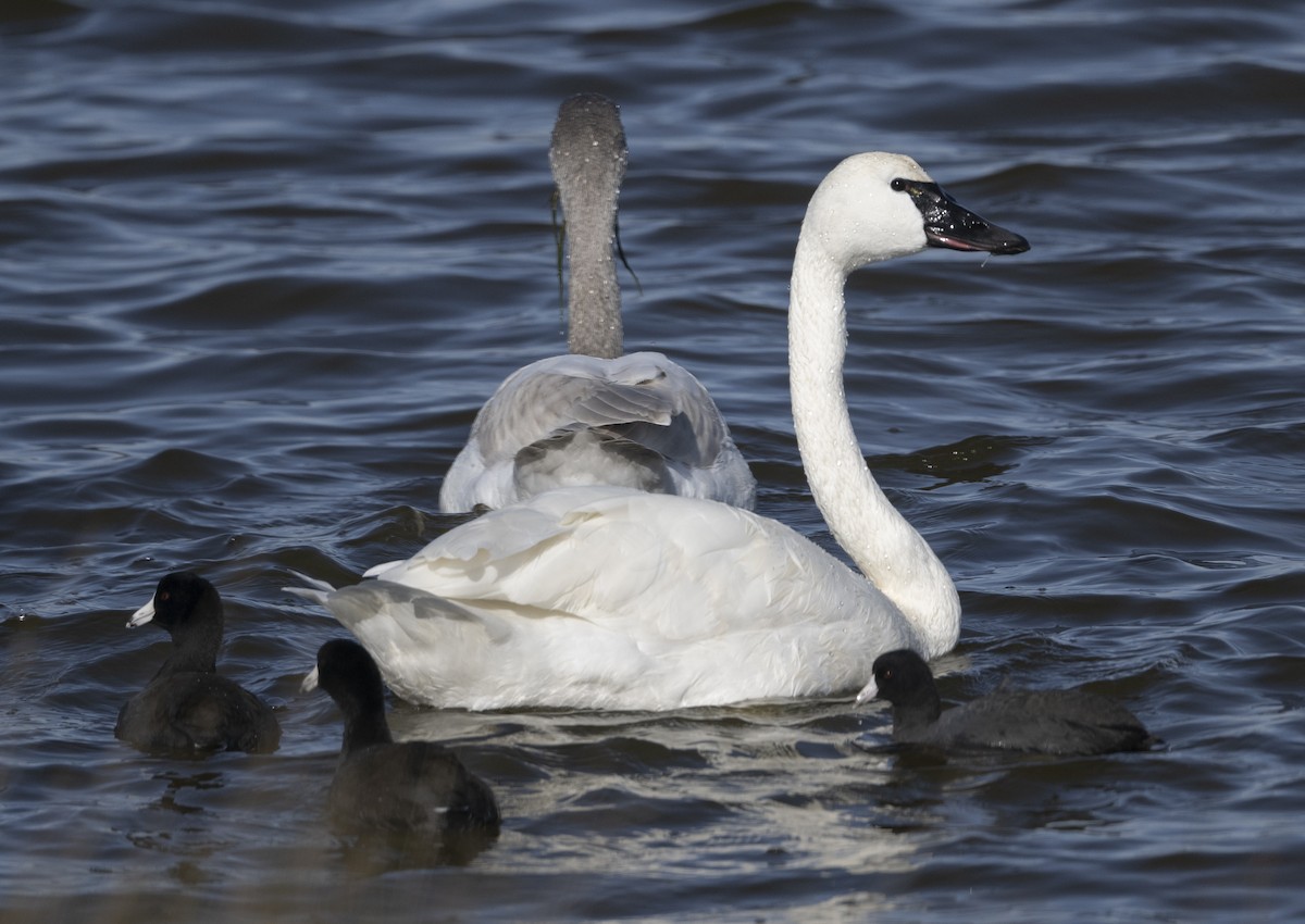 Tundra Swan - ML627545296