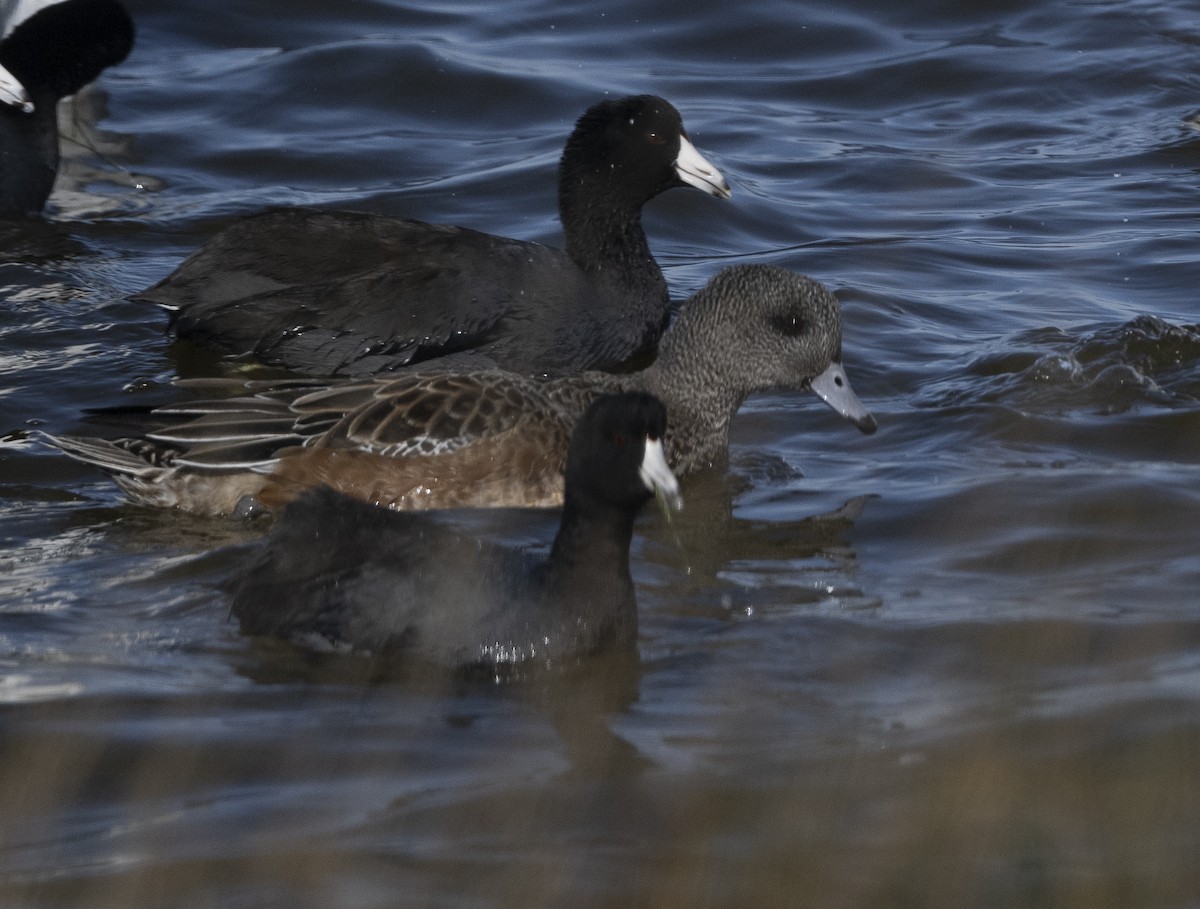 American Wigeon - ML627545303