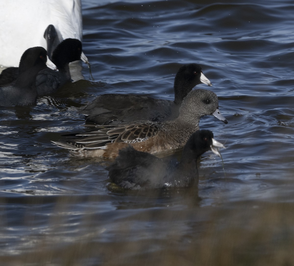 American Coot - ML627545308