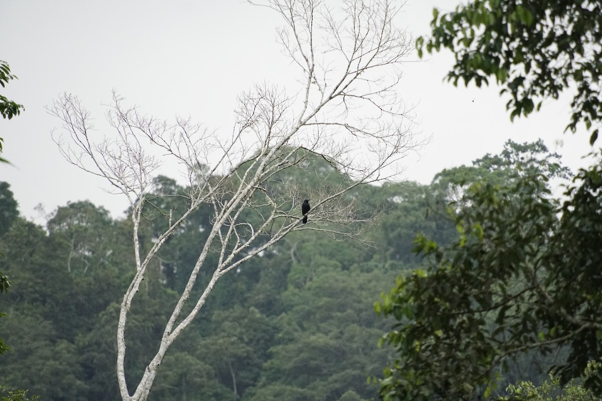 Philippine Jungle Crow - ML627545312