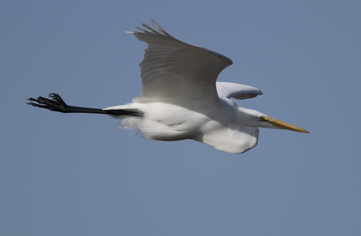 Great Egret - ML627545316